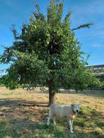 Handpeer/legipont/leopold, Tuin en Terras, Planten | Bomen, Ophalen, Overige soorten