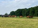 Ruime weidegang & pensionstalling bij Stal Bakermans!, Dieren en Toebehoren, Stalling en Weidegang, Weidegang, 4 paarden of pony's of meer