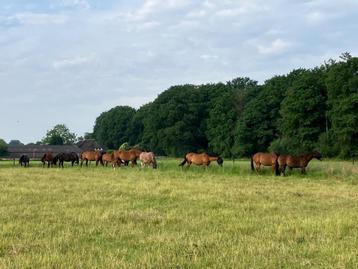 Ruime weidegang & pensionstalling bij Stal Bakermans! beschikbaar voor biedingen