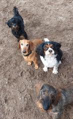 Locatie gezocht voor hondenopvang, Dieren en Toebehoren, Stalling en Weidegang
