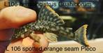 L106 - Hemiancistrus Guahiborum orange spotted seam, Dieren en Toebehoren, Vissen | Aquariumvissen, Vis