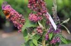 Buddleja davidii 'Flower Power' Vlinders meerkleurig geurend, Overige soorten, Volle zon, Vaste plant, Ophalen of Verzenden
