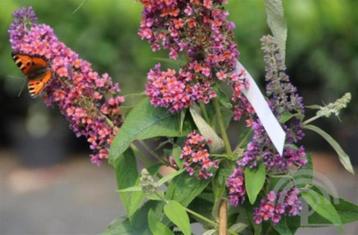Buddleja davidii 'Flower Power' Vlinders meerkleurig geurend beschikbaar voor biedingen