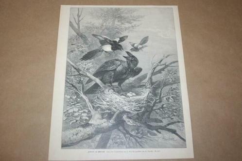 Antieke gravure - Raaf belaagt eksternest - Ca 1875 !!, Antiek en Kunst, Kunst | Etsen en Gravures, Ophalen of Verzenden