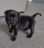 pup beschikbaar Staffordshire Bull Terrier Engelse Stafford, Dieren en Toebehoren, CDV (hondenziekte), 8 tot 15 weken, Meerdere