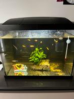 Aquarium 50 l incl. visjes en toebehoren., Dieren en Toebehoren, Ophalen, Zo goed als nieuw, Gevuld zoetwateraquarium