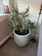 Crassula Ovata (Jadeplant) in pot, Ophalen, Vetplant, Halfschaduw, In pot