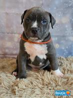 American Bully XL pups met ABKC stamboom, Parvo, Overige rassen, 8 tot 15 weken, Meerdere