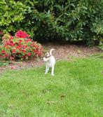 PARSON RUSSELL TERRIËR PUPS MET STAMBOOM RAAD VAN BEHEER., Dieren en Toebehoren, Honden | Jack Russells en Terriërs, Meerdere