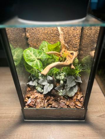 Terrarium op maat! Scherpe prijzen! beschikbaar voor biedingen