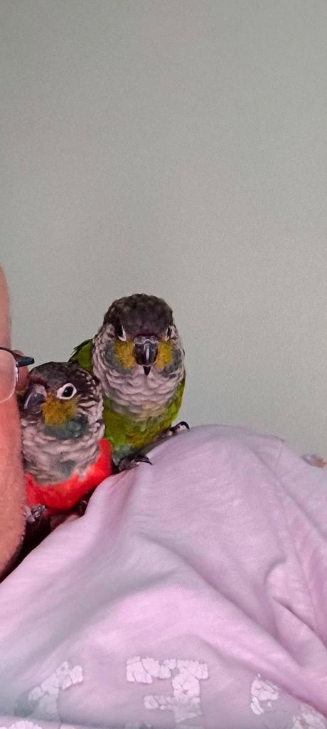 Pyrrhura Koppel tam, Dieren en Toebehoren, Vogels | Parkieten en Papegaaien, Papegaai, Meerdere dieren, Pratend, Tam, Geringd