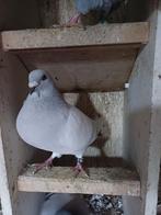 Poederblauwe duivin, Dieren en Toebehoren, Vogels | Duiven, Vrouwelijk, Overige soorten