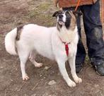 URGENT HELP LIEVE BORIS IS ERG ONGELUKKIG VERBLIJFT IN NL, Dieren en Toebehoren, Honden | Niet-rashonden, Particulier, Rabiës (hondsdolheid)