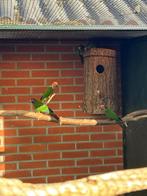 Pyrrhura roseifrons, Dieren en Toebehoren, Vogels | Parkieten en Papegaaien, Meerdere dieren, Parkiet, Geringd
