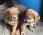 Kruising rottweiler x mechelse herder, Dieren en Toebehoren, België, Particulier, CDV (hondenziekte), 8 tot 15 weken