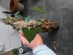 anthurium pterodactyl X clarinervium op kurk, Huis en Inrichting, Kamerplanten, Ophalen of Verzenden, Halfschaduw, Minder dan 100 cm