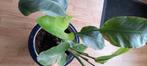 Olifantsoor in blauwe pot, Tuin en Terras, Planten | Tuinplanten, Ophalen