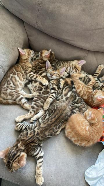 100% pure Bengaal kittens beschikbaar beschikbaar voor biedingen