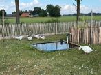 Boeren(twentse) ganzen., Dieren en Toebehoren, Pluimvee, Meerdere dieren, Gans of Zwaan