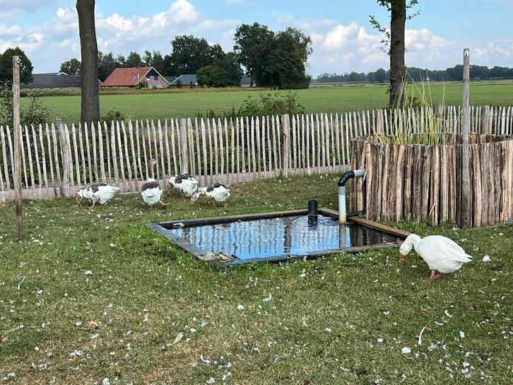 Boeren(twentse) ganzen., Dieren en Toebehoren, Pluimvee, Gans of Zwaan, Meerdere dieren