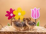 Jonge tamme Bielefelder kuikens gesekst & ingeënt, Dieren en Toebehoren, Pluimvee, Vrouwelijk, Kip