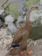 Vrouwtjes loopeenden., Dieren en Toebehoren, Ophalen, Zo goed als nieuw, Overige typen