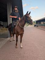 Rijpaard te koop aangeboden, Dieren en Toebehoren, Paarden, Merrie, Gechipt, 160 tot 165 cm, 11 jaar of ouder