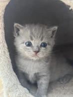 Britse korthaar kitten, Dieren en Toebehoren, Katten en Kittens | Overige Katten, Kater