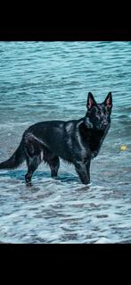 Puppies!, Dieren en Toebehoren, Honden | Herdershonden en Veedrijvers, 8 tot 15 weken, Meerdere, Meerdere dieren, Nederland