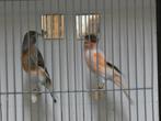 Harlekijn kanaries, Meerdere dieren, Postuurkanarie