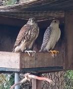 Giervalk, vrouw, 3 jaar, Vrouwelijk, Roofvogel, Geringd