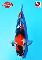 showa toyota Dainichi, Karper of Koi
