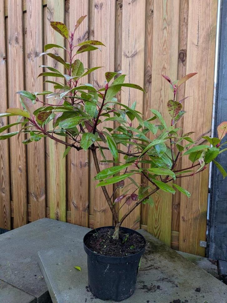 Photinia red Robin-glansmisper 80-90cm, Tuin en Terras, Planten | Struiken en Hagen, Haag, Overige soorten, Minder dan 100 cm