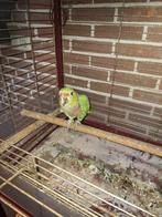tamme wijnborst amazone, Dieren en Toebehoren, Vogels | Parkieten en Papegaaien, Mannelijk, Papegaai, Tam