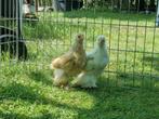 Brahma kipjes, Dieren en Toebehoren, Pluimvee, Vrouwelijk, Kip