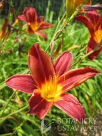 Tuinplanten Vaste planten Hemerocallis beschikbaar voor biedingen
