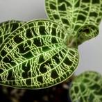 Juweel orchidee – Macodes Petola, Huis en Inrichting, Kamerplanten, Volledige schaduw, Overige soorten, Ophalen of Verzenden, Minder dan 100 cm