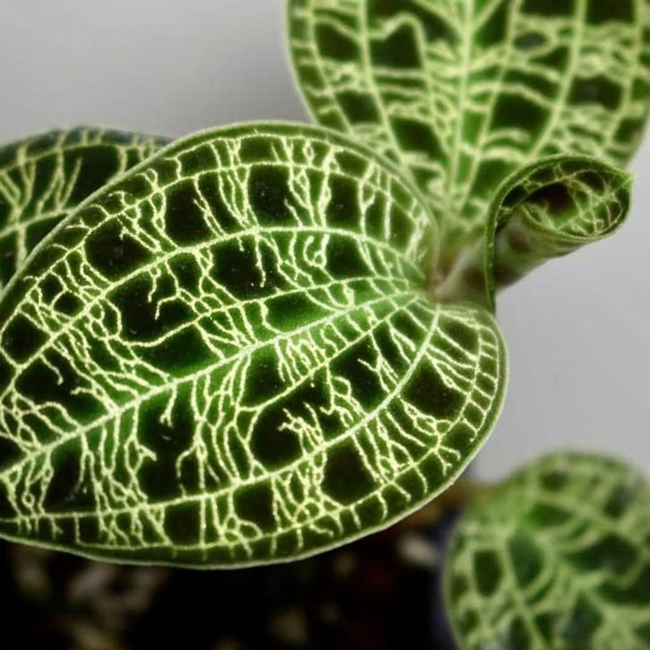 Juweel orchidee – Macodes Petola, Huis en Inrichting, Kamerplanten, Overige soorten, Minder dan 100 cm, Bloeiende kamerplant, Volledige schaduw