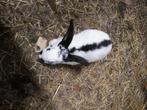 Vlaamse reuzen, Dieren en Toebehoren, Konijnen, Meerdere dieren, Groot, 0 tot 2 jaar