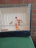 Harlekijn kanaries, Dieren en Toebehoren, Vogels | Kanaries, Mannelijk, Kleurkanarie