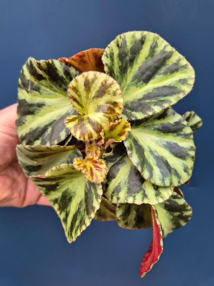 Begonia Gironellae Hybriden p10, Huis en Inrichting, Kamerplanten, Minder dan 100 cm, Halfschaduw, Ophalen of Verzenden