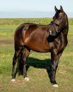 Spaanse merrie te koop!, Dieren en Toebehoren, Merrie, Minder dan 160 cm, Zadelmak, 7 tot 10 jaar