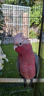 Jonge roze kaketoe, Mannelijk, Papegaai
