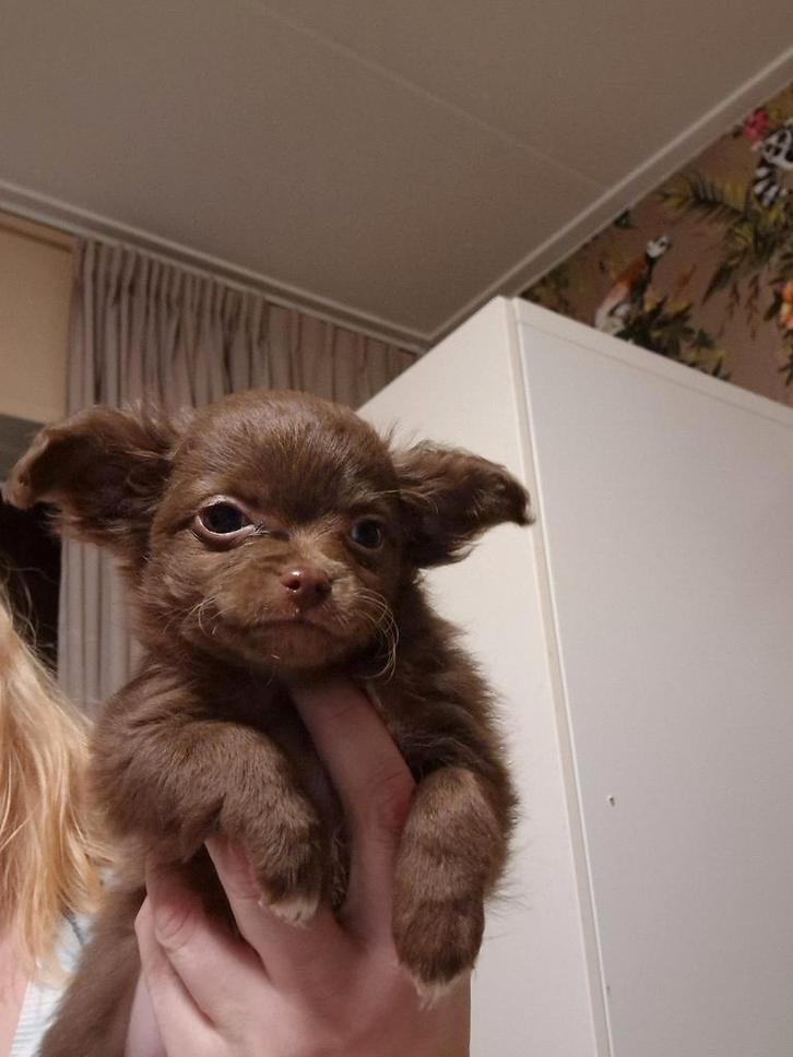 Choco teefje en mini reutje  Chihuahua, mini doodle, Dieren en Toebehoren, Honden | Chihuahua's en Gezelschapshonden, Meerdere dieren