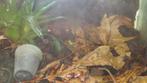 pumilios, Dieren en Toebehoren, Reptielen en Amfibieën, 0 tot 2 jaar, Amfibie