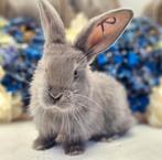 DUITSE REUZEN RAMBO JUNIOR BLOEDLIJN, Meerdere dieren, Groot, 0 tot 2 jaar