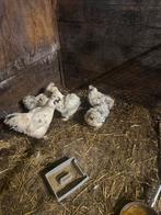 Zijdehoen Splash, Dieren en Toebehoren, Pluimvee, Meerdere dieren, Kip