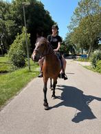 Hele lieve recreatie ruin 12 jaar met .......1850 euro, Dieren en Toebehoren, Pony's, B, Ruin, 11 jaar of ouder, Recreatiepony