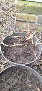 Hopscheuten voor bierbrouwen, Tuin en Terras, Zomer, Ophalen, Eenjarig, Volle zon