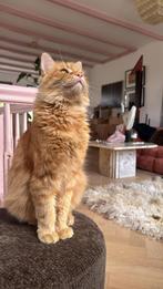 Siberische boskat langharig rood VERMIST Beloning voor vinde, Dieren en Toebehoren, Katten en Kittens | Raskatten | Langhaar